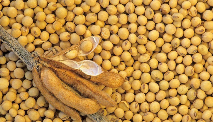 进口巴西大豆蛋白检验检疫要求