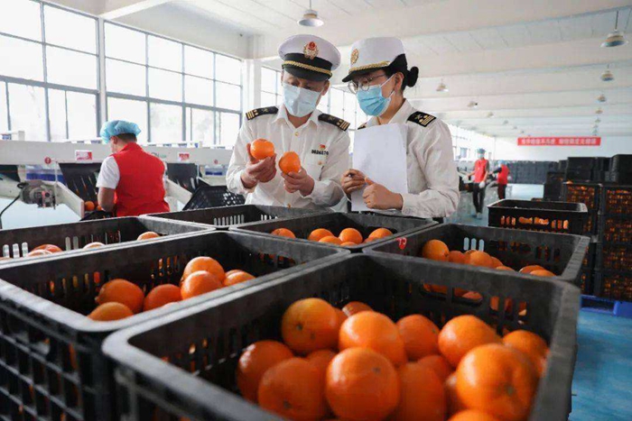 进口老挝柑橘植物检疫要求